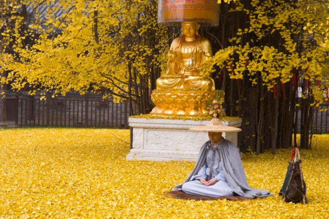 Опавшие листья дерева гинкго во дворе буддийского храма (5 фото)