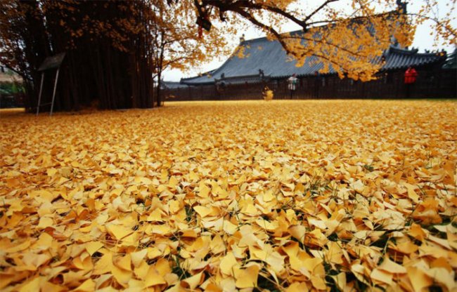 Опавшие листья дерева гинкго во дворе буддийского храма (5 фото)