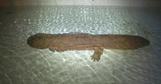 Найдена крайне редкая саламандра (4 фото)
