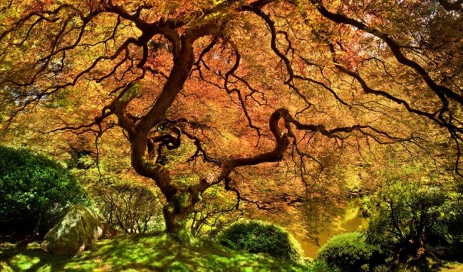 10 необычных деревьев (10 фото)