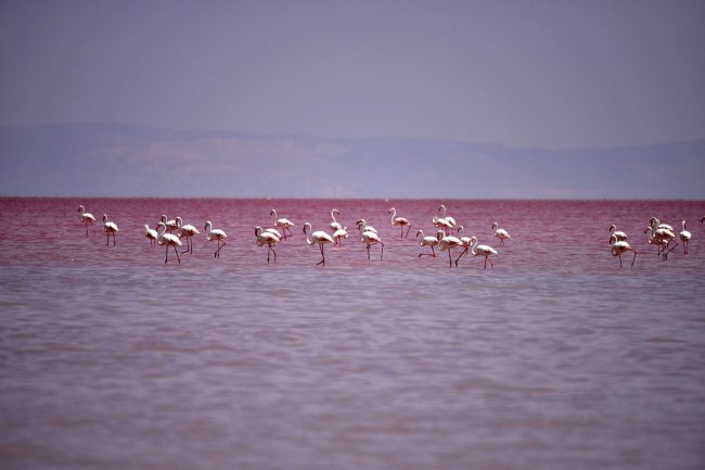 Турецкое соленое озеро Туз (4 фото)