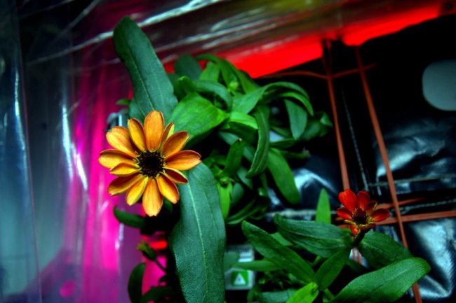 На борту МКС распустился первый цветок (фото дня)