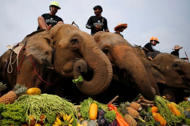 Поло на слонах в Бангкоке (16 фото)
