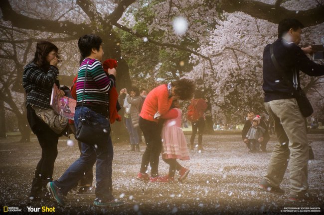 Цветение сакуры в Японии (8 фото)