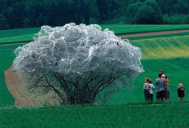 Дерево, покрытое шелком тысяч гусениц (фото дня)