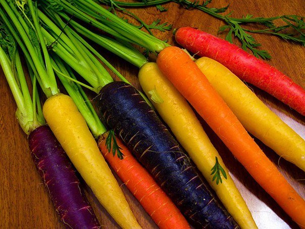 Разнообразие морковки (5 фото)