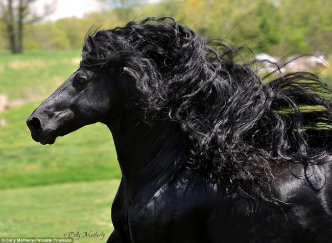 Красивейший конь в мире Фридрих Великий (13 фото)