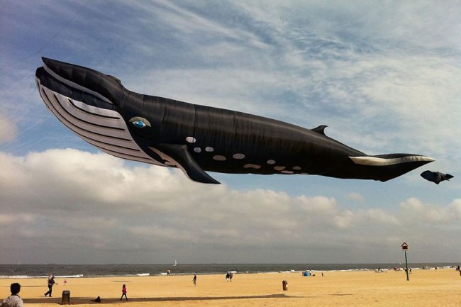 27-метровый кит в небе над Гаагой (фото дня)