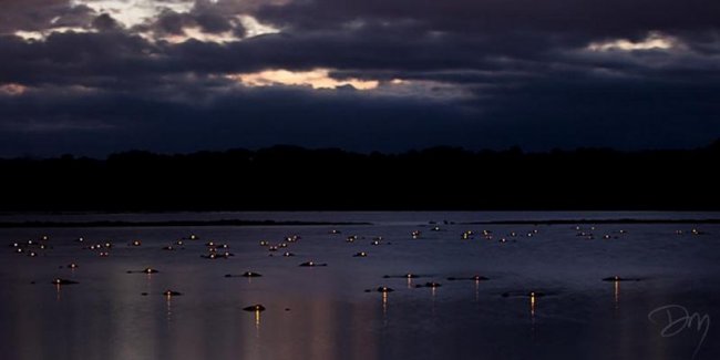 Фото, сделанные на болоте после заката солнца (6 фото)