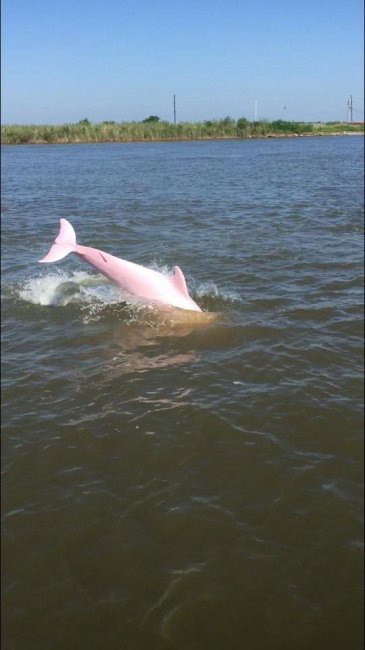 Обнаружен редкий розовый дельфин (3 фото + видео)
