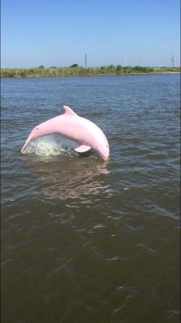 Обнаружен редкий розовый дельфин (3 фото + видео)