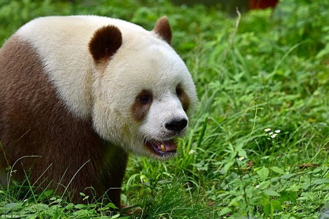 Кизай - уникальная и единственная коричневая панда в мире (6 фото + видео)