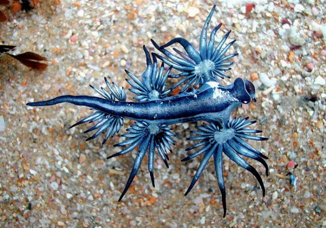 Удивительное создание - голубой дракон (8 фото)