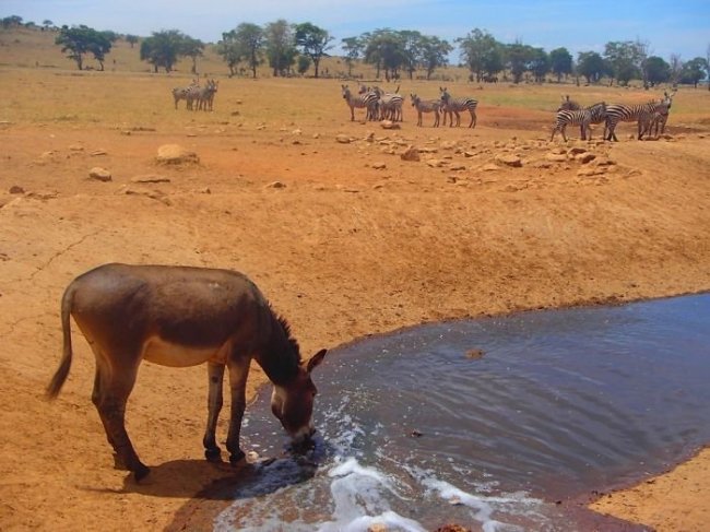 Каждый день этот человек часами везет питьевую воду для умирающих от жажды зверей