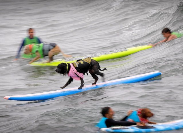 В Сан-Диего прошли соревнования по сёрфингу среди собак