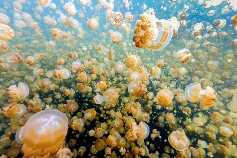 Удивительное озеро медуз