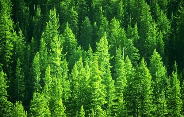 10 интересных фактов о древесине лиственницы