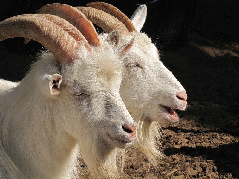 Самые необычные породы коз