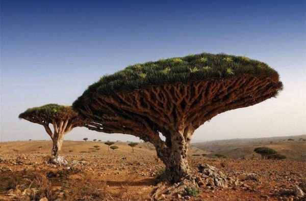 Самые удивительные деревья в мире