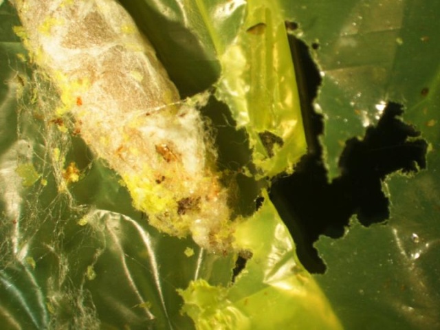 Обнаружены черви, которые поедают пластик