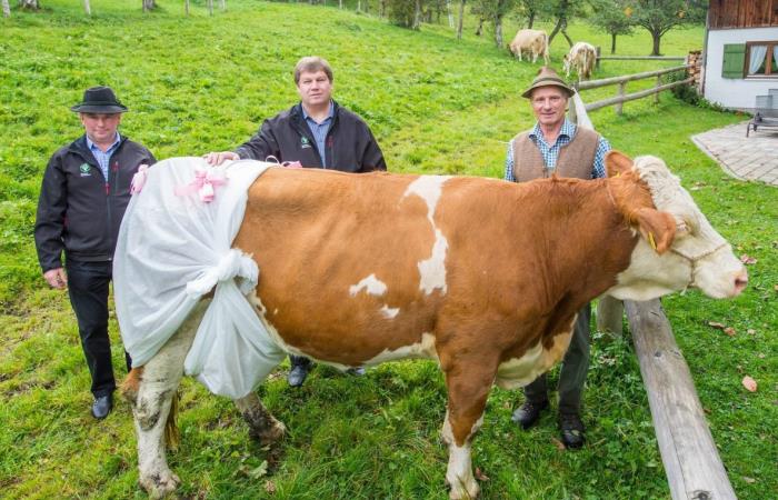 В Белоруссии коров оденут в памперсы (5 фото)