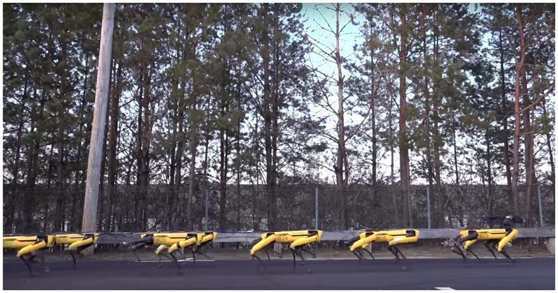 Роботы Boston Dynamics сбились в стаю (видео дня)