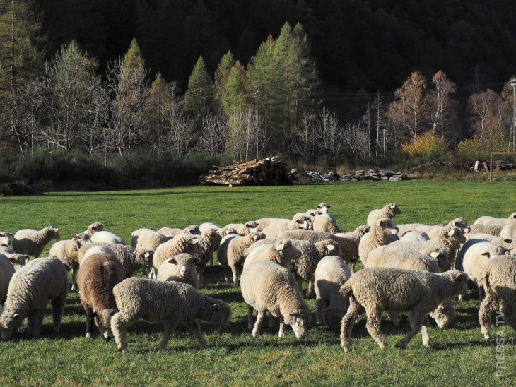 Во Франции в школу зачислили овец?!