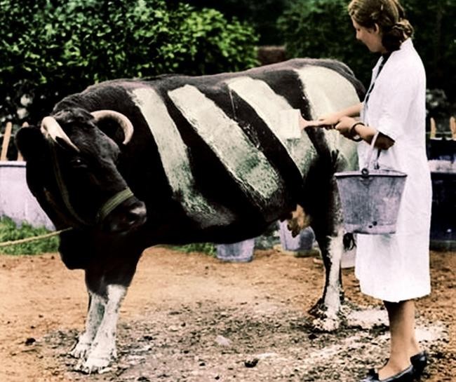 Боевая раскраска коров (фото дня)