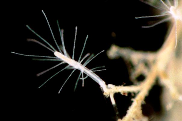 Интересные факты о бессмертной медузе Turritopsis dohrnii