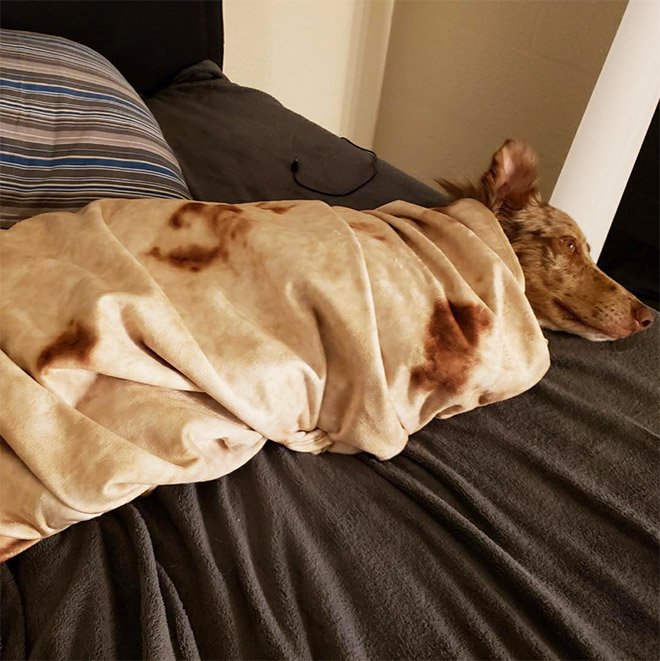 Одеяло-буррито - новый трэнд в социальных сетях (20 фото)