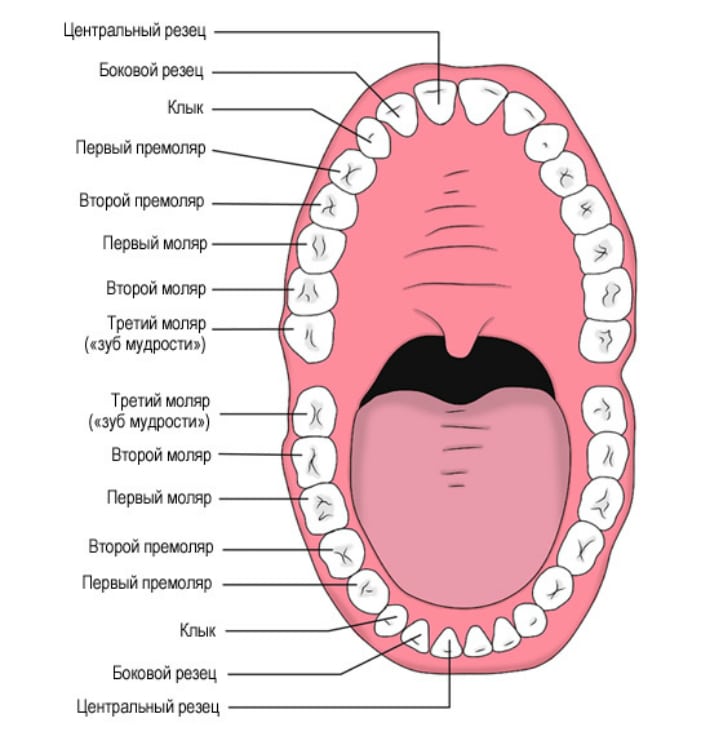 Интересные факты о зубах (5 фото)