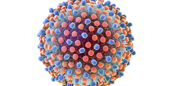 Как долго живет вирус гепатита С?