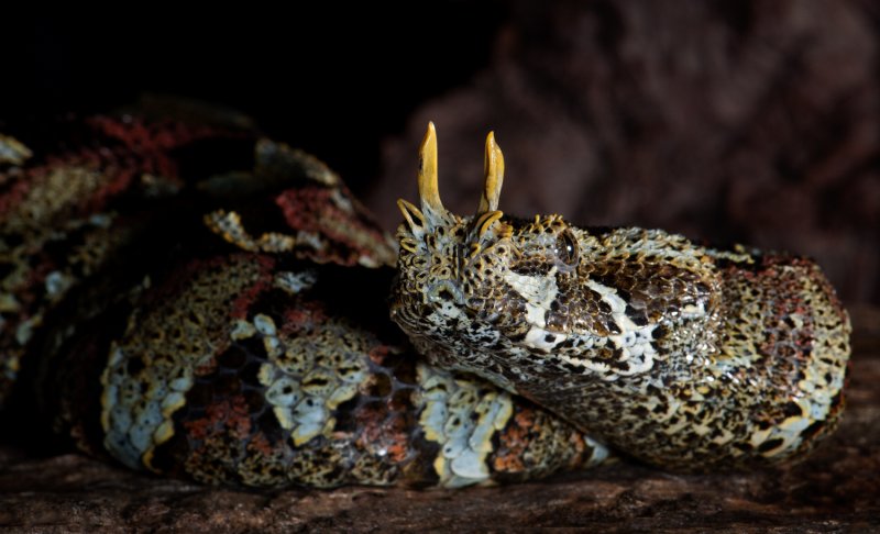 10 самых странных рептилий нашей планеты