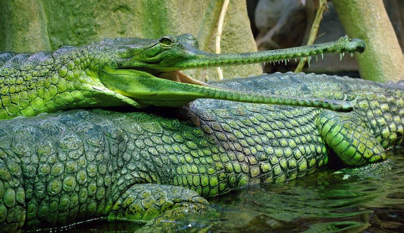 10 самых странных рептилий нашей планеты