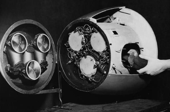 В США в архивах нашли секретный проект бомбардировки Японии летучими мышами