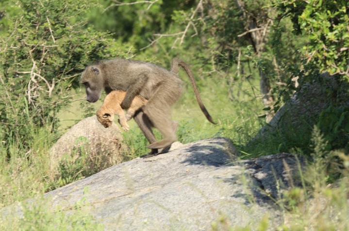 Бабуин и львёнок из ЮАР повторили знаменитую сцену из «Короля льва»