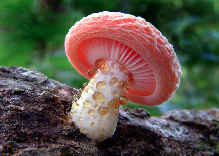 ТОП-30+ фотографий самых красивых грибов в мире