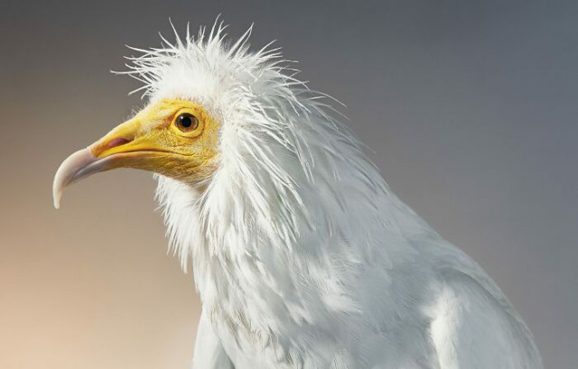Красочные портреты птиц, которые делает фотограф Тим Флэк (12 фото)