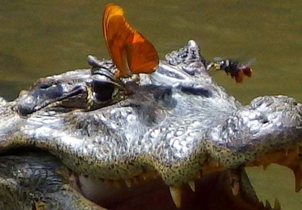 5 удивительных фактов о крокодилах