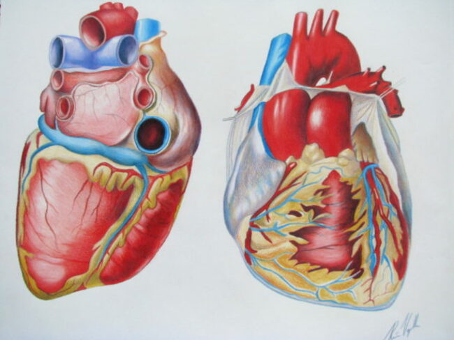 27 интересных фактов о сердце