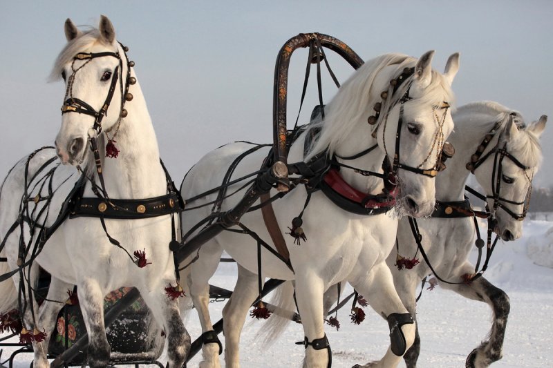 Русская тройка лошадей картинки