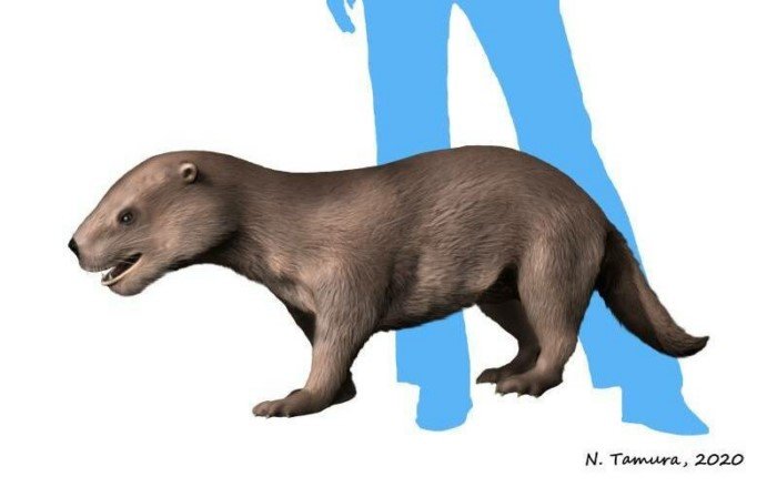 Колпономос — странный подводный медведь