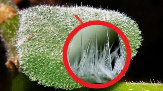 Адское растение — жжет в сотни раз сильнее крапивы, даже когда засохнет