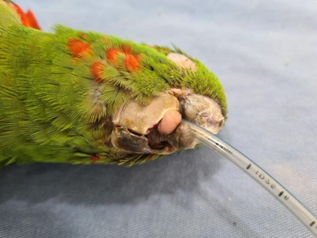 Попугай со сломанным клювом получил второй шанс на жизнь благодаря протезу