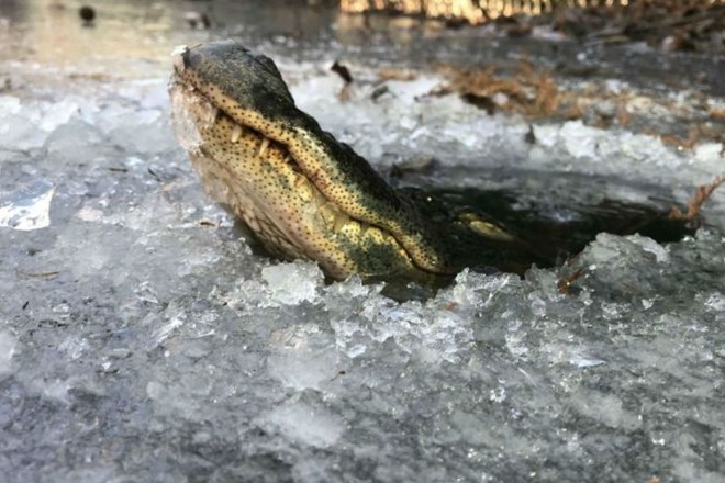 Как крокодилы живут зимой подо льдом (2 фото + 1 видео)