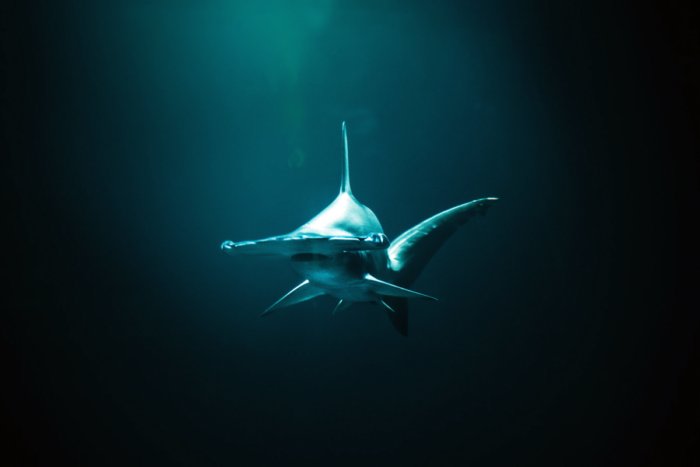 Для чего акуле нужна голова-молот?