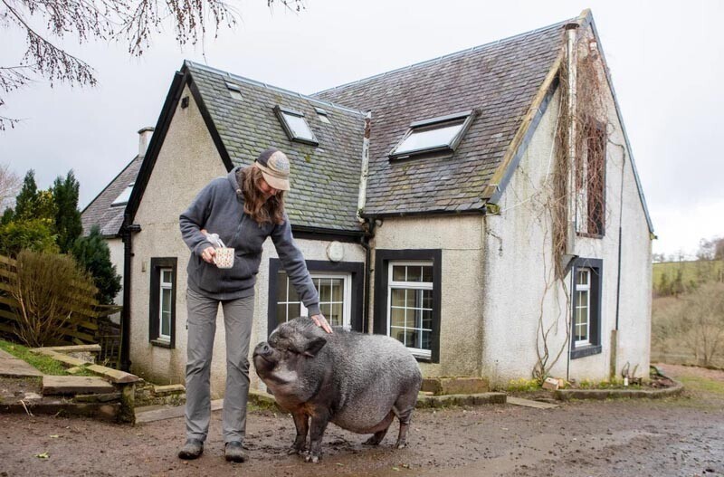 Огромная свинья проживает прямо в доме своих хозяев (9 фото)