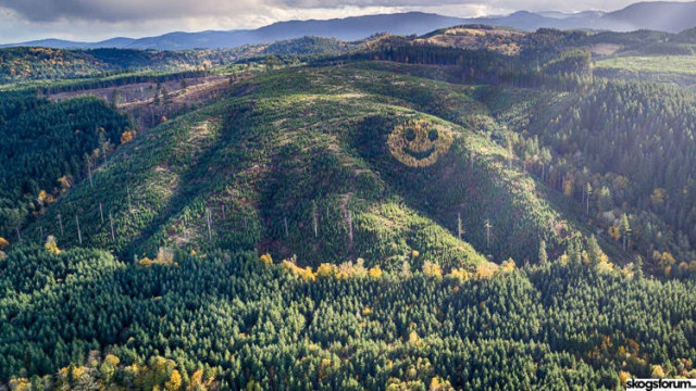 Гигантский смайлик из деревьев на склоне холма в Орегоне (5 фото + видео)
