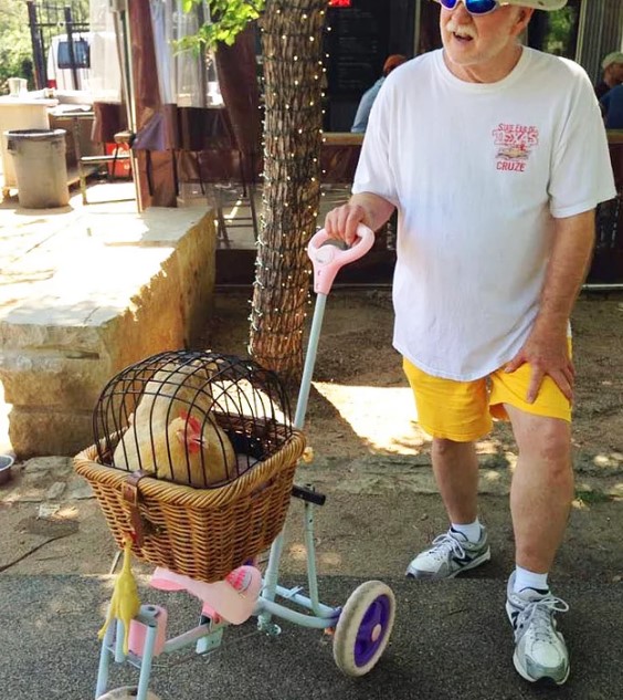 Владельцы домашних куриц стали выводить своих питомцев на прогулки...в специально предназначенных для этого колясках!