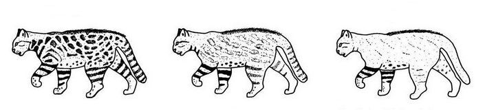 Пампасская кошка: Эффективнее ягуара. Вечно недовольный кот убивает добычу почти в 100% случаев (11 фото)  